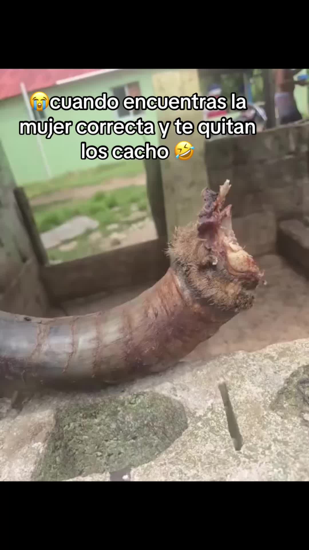 @carlitord240499
