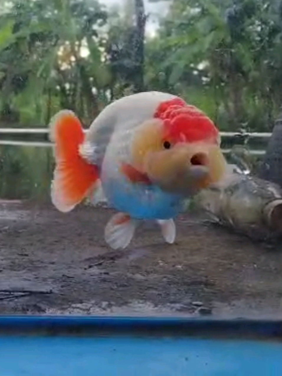@Teras Aji Goldfish