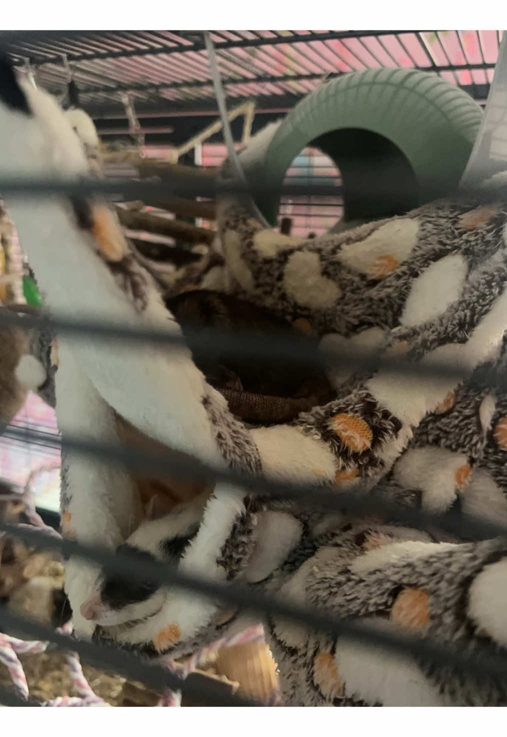 @໒꒰ྀིっ˕ -。꒱ྀི১