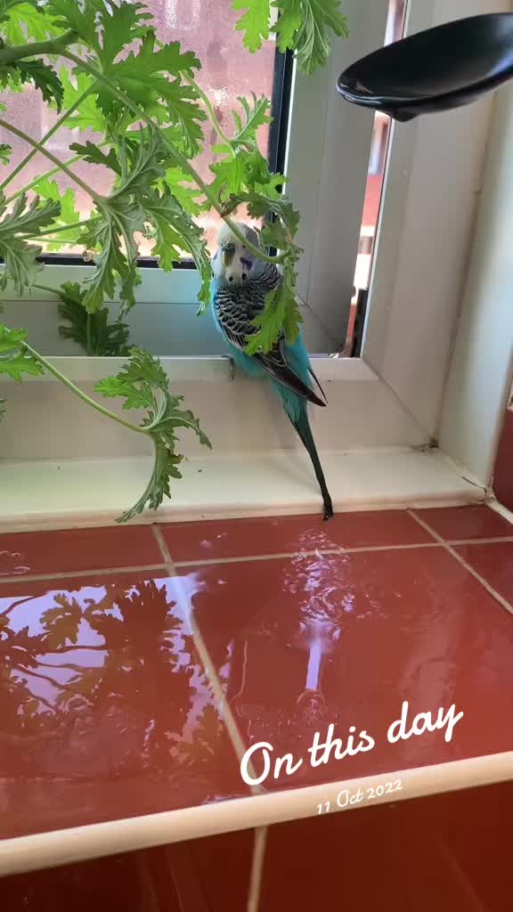 @Blu_the_budgie 🇹🇹