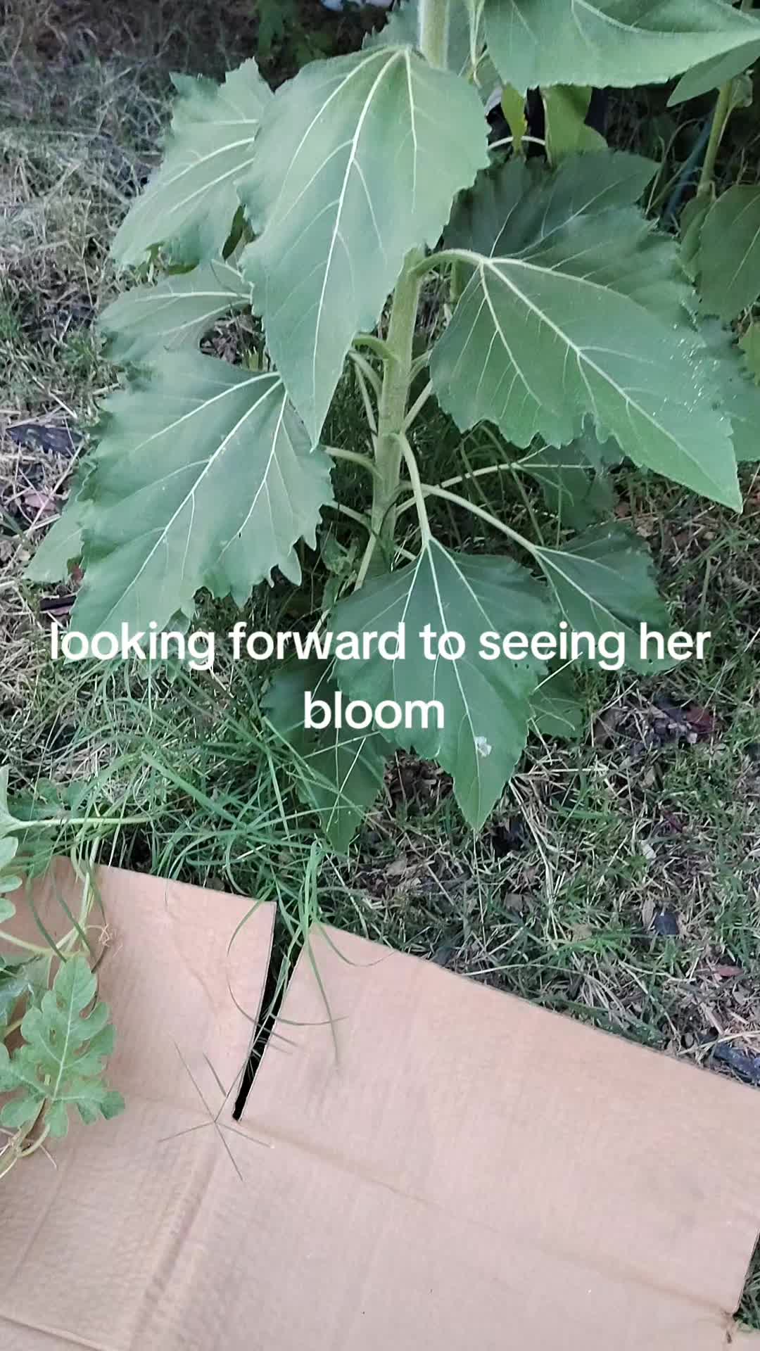 @LadySeven15