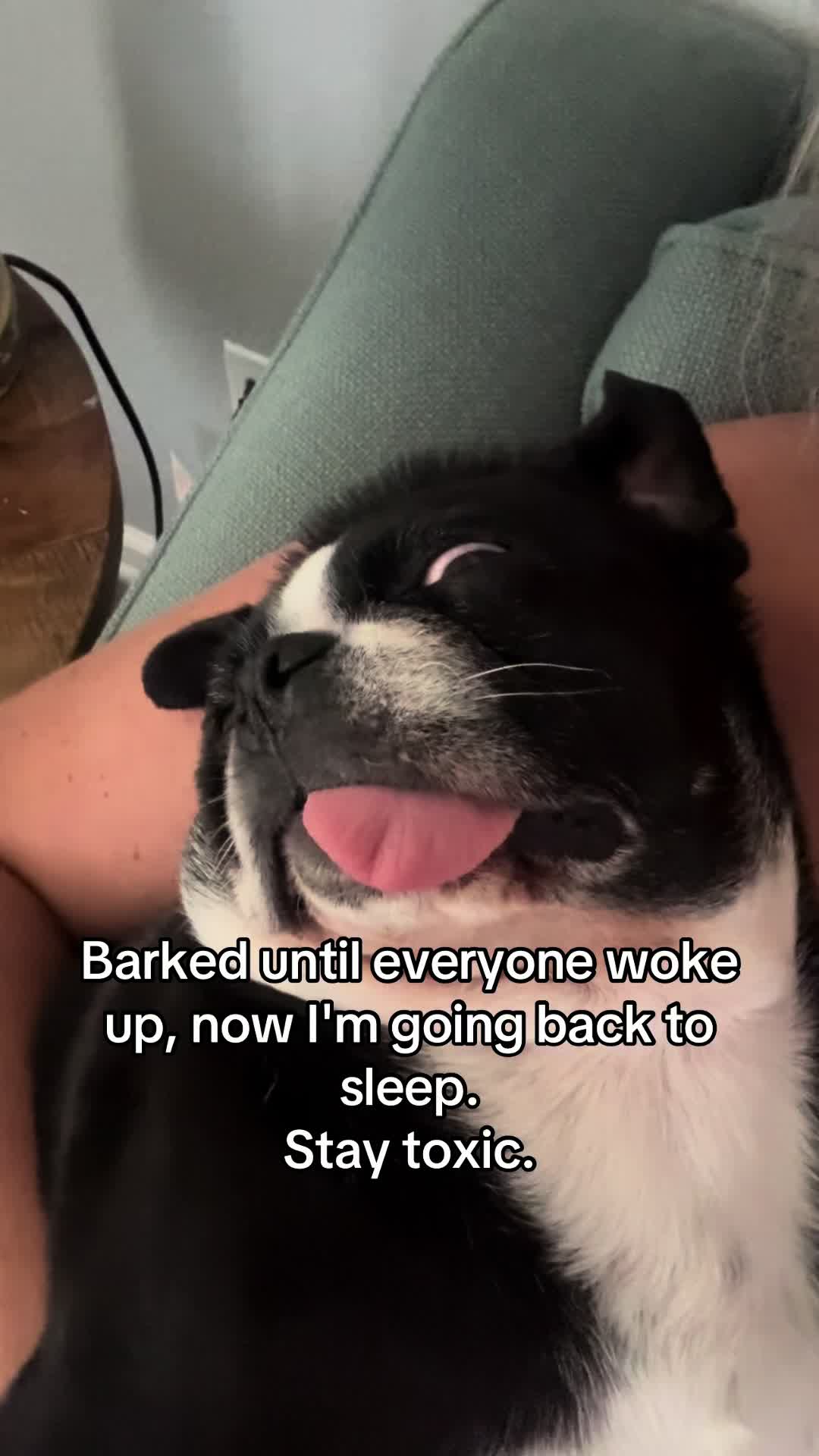 @ThreeCrustyPugs