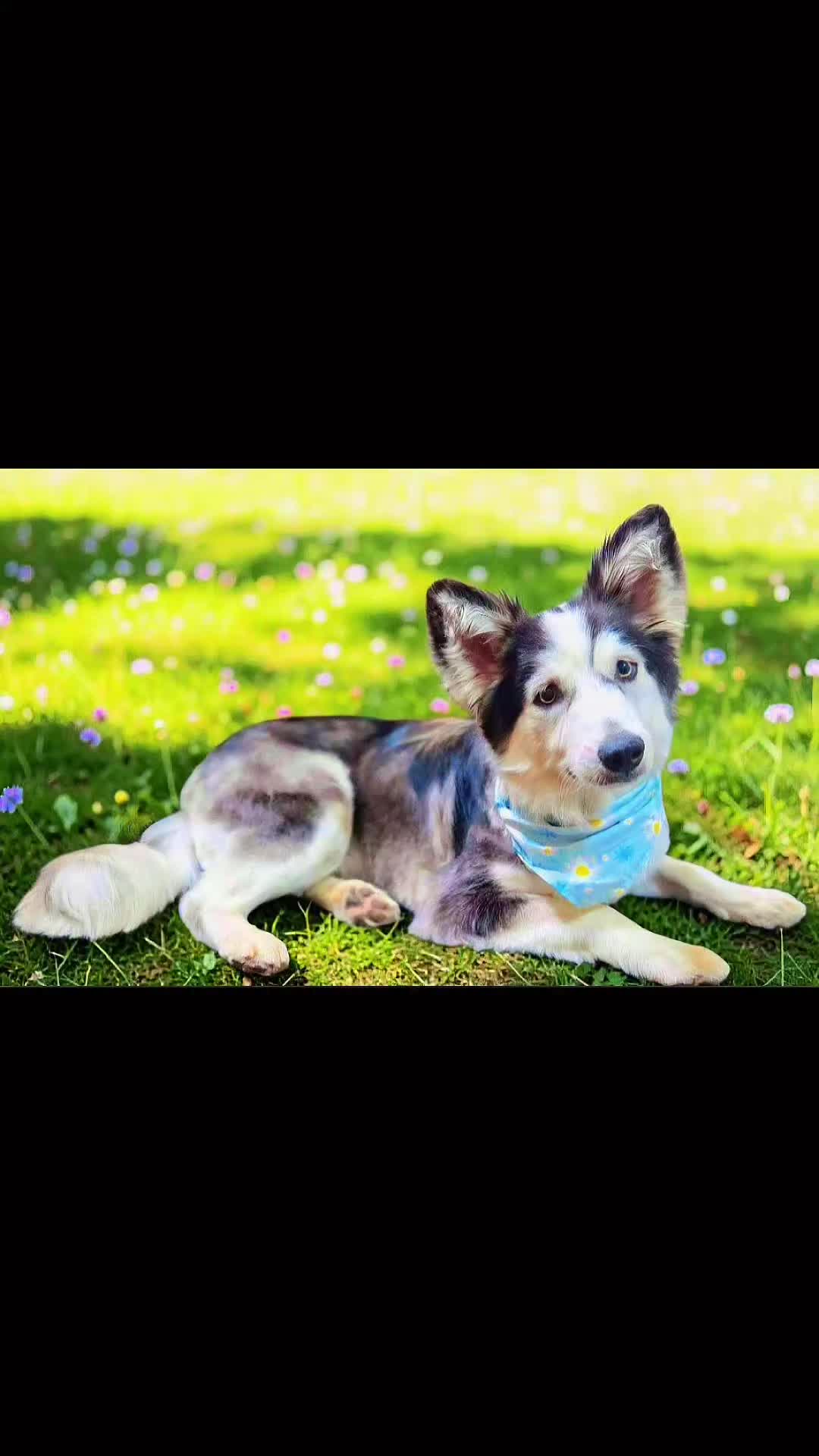 @tall tails rescue & transport