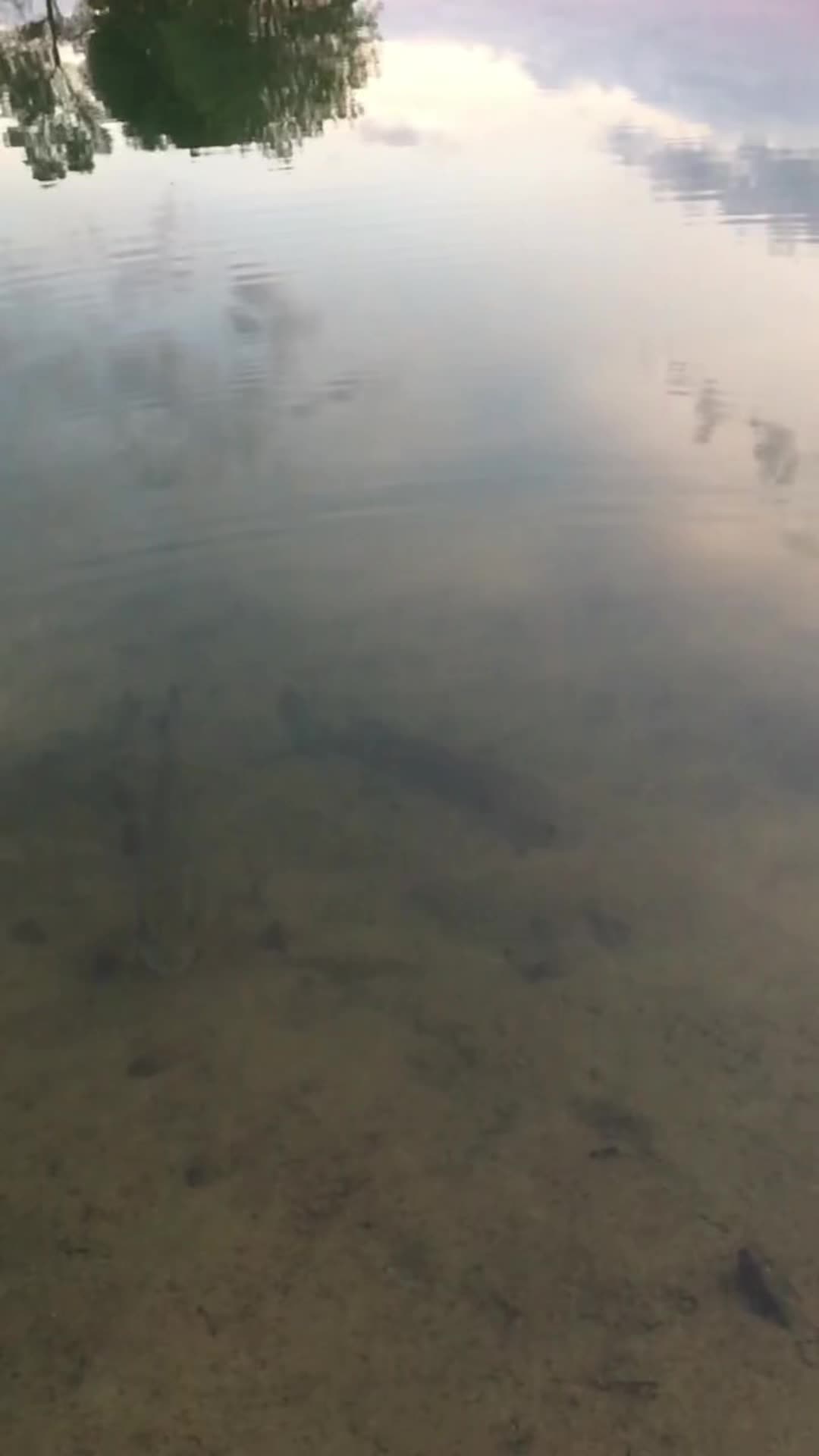 @Bassfeeder