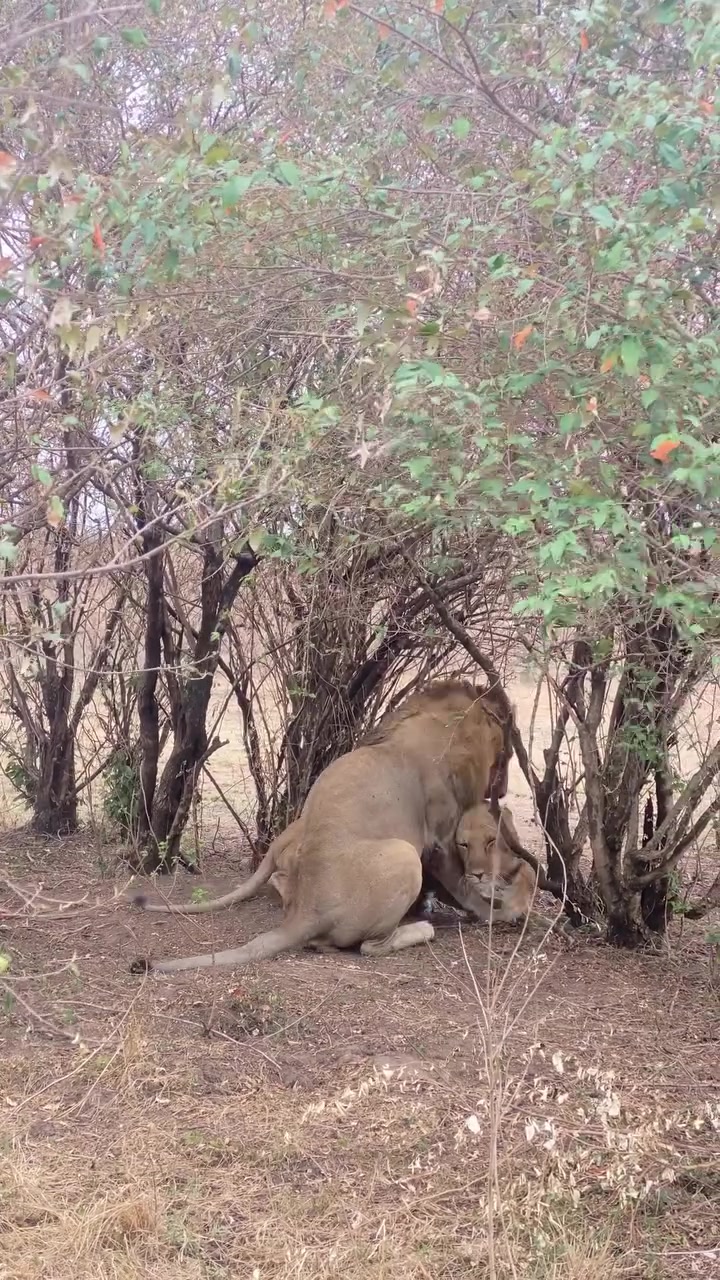 @lion_world5