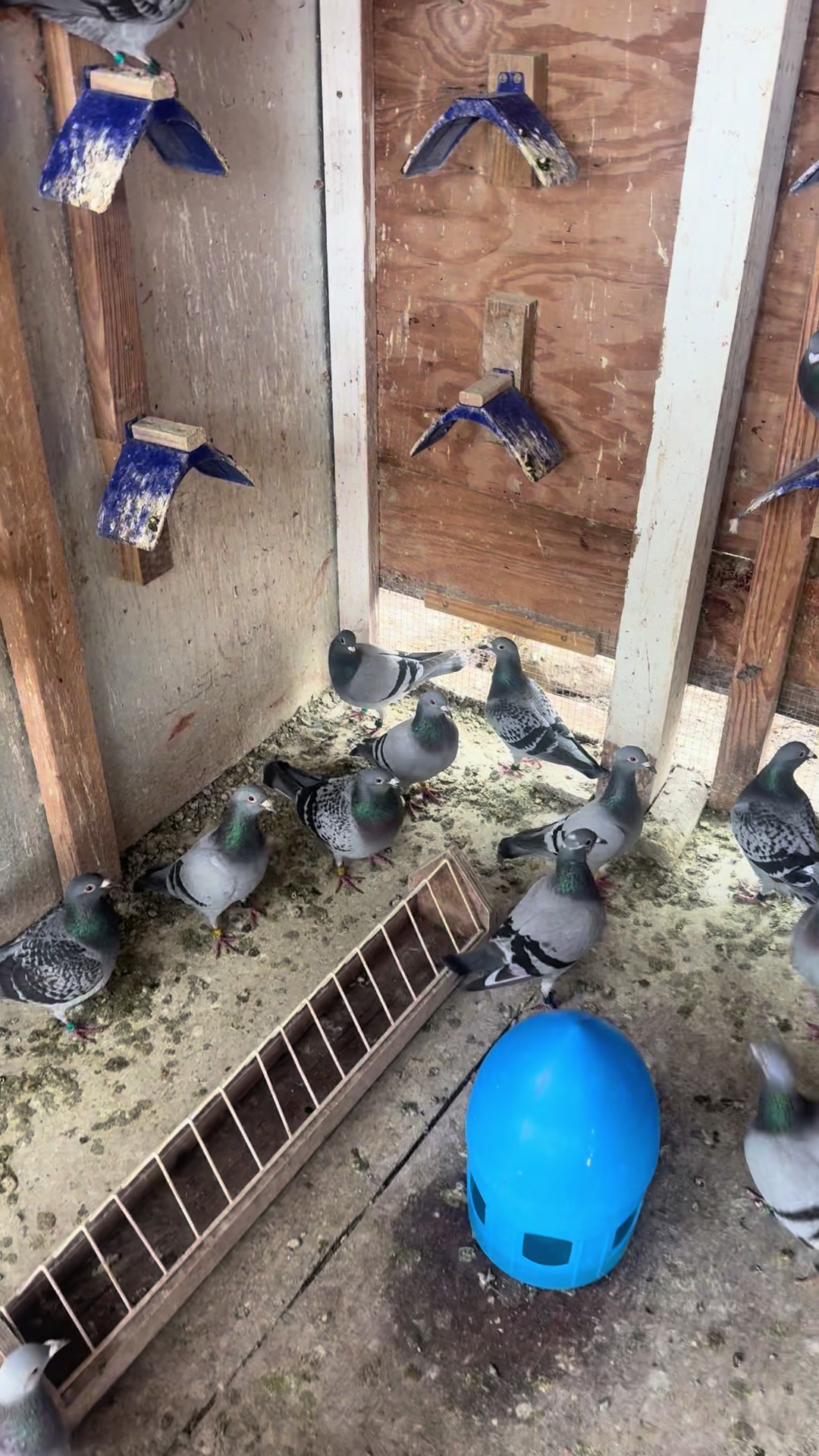 @Pigeons