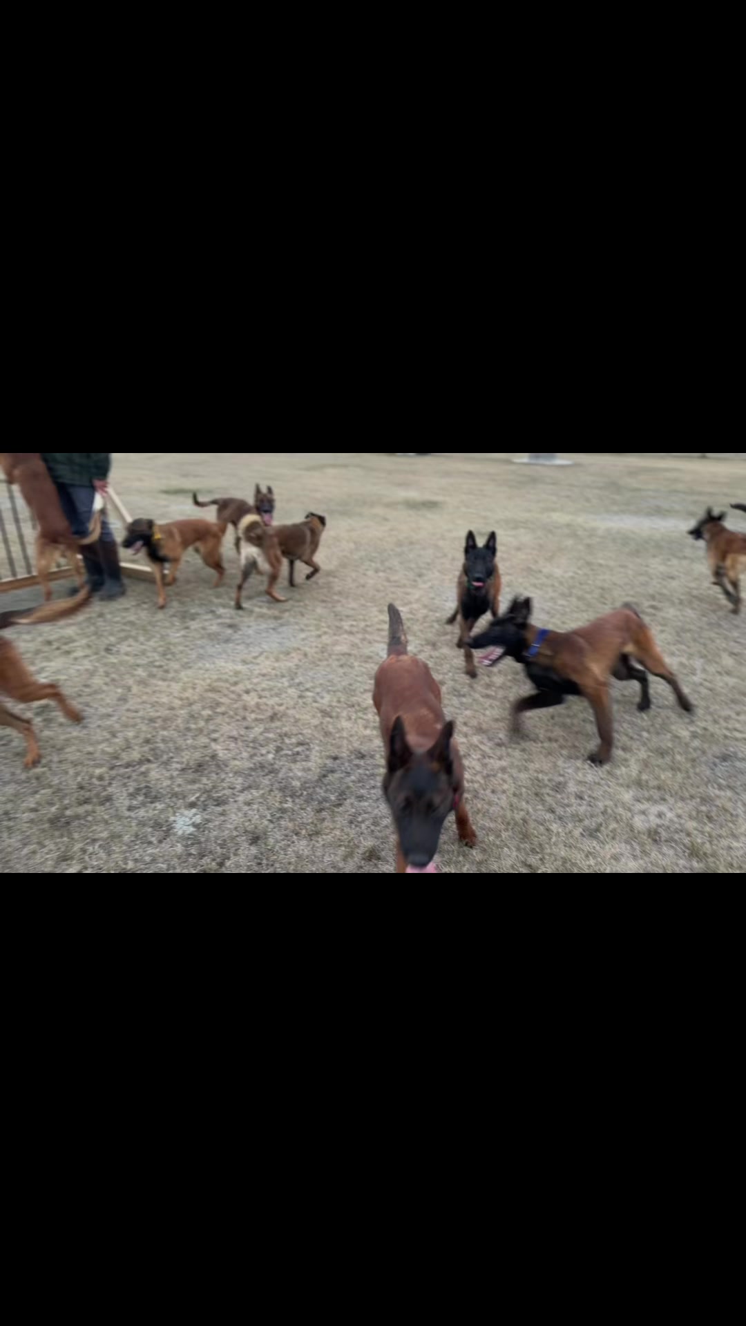 @Aim Canine