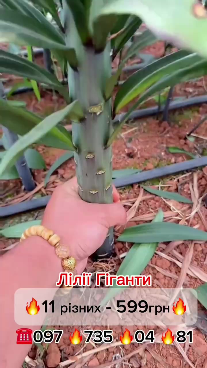 @maxflora0977350481