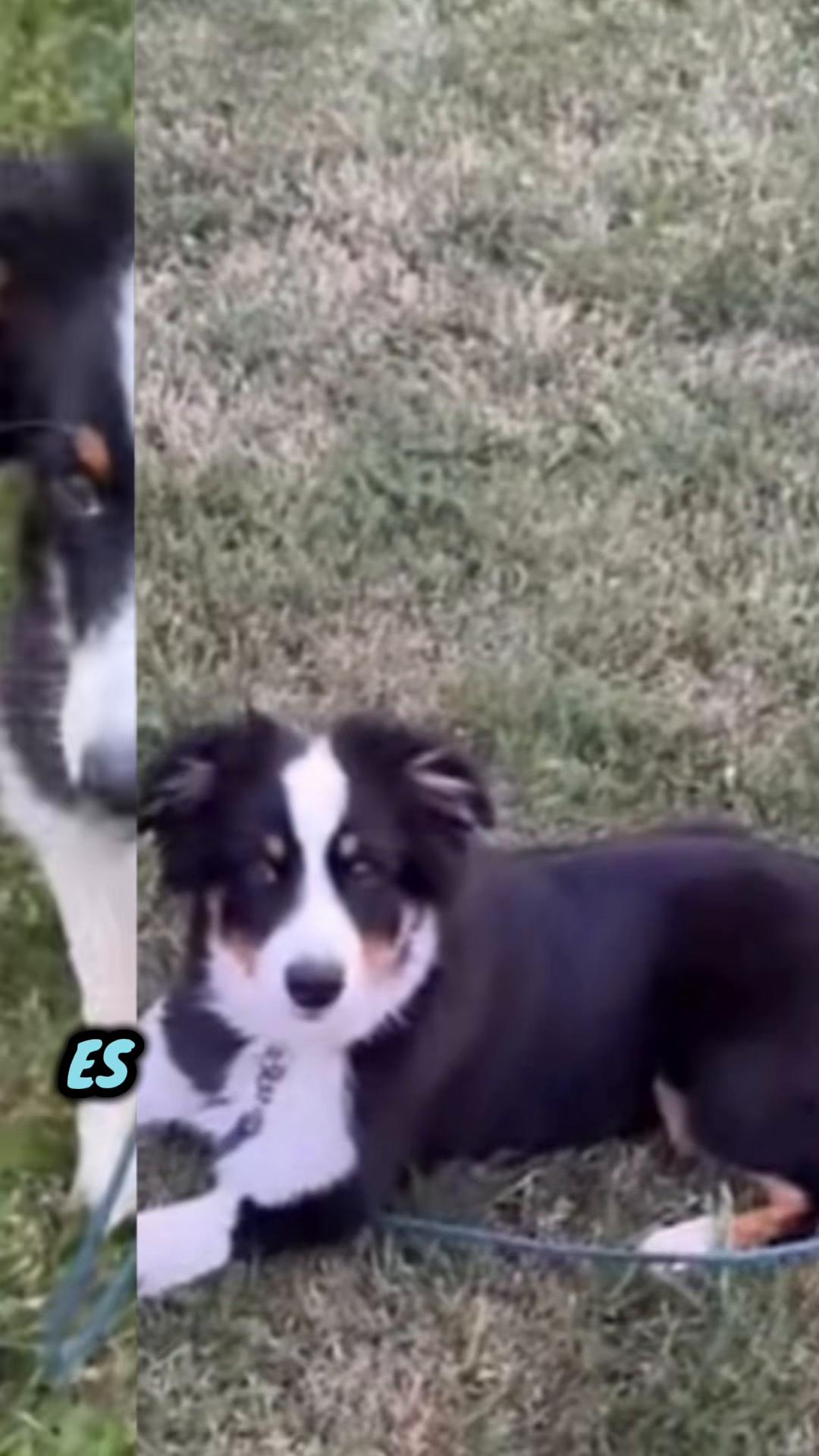 @🐕Di Ana🐕