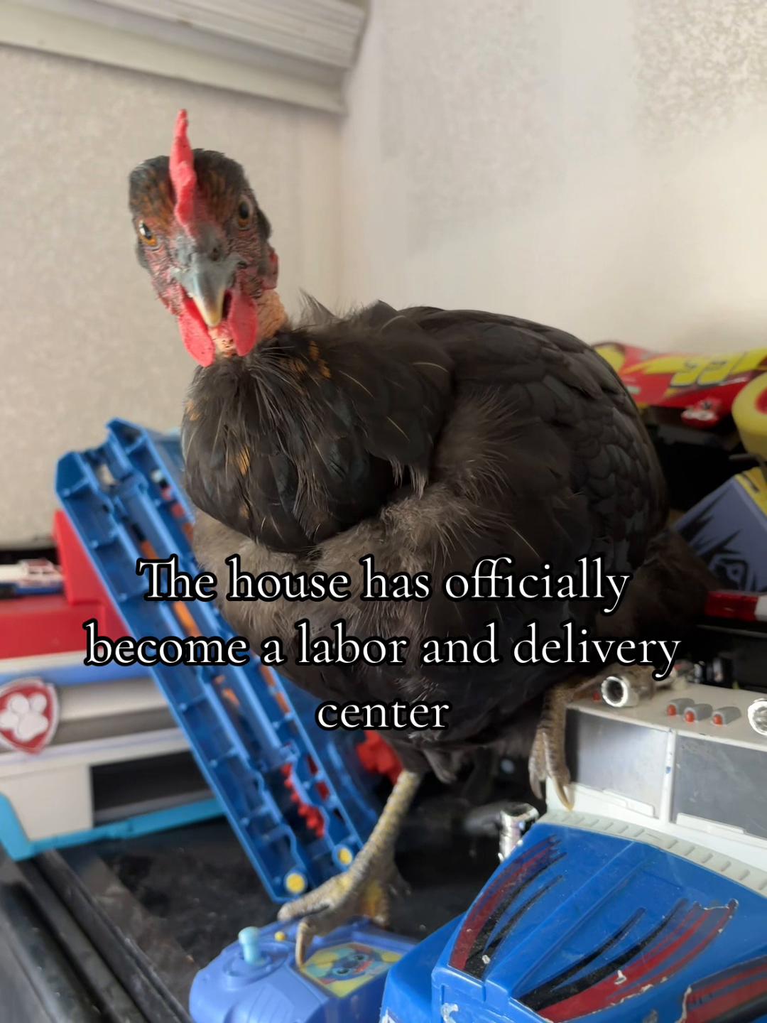 @𝕊𝕚❁ᥫ᭡𝔽𝕝𝕦𝕗𝕗𝕪ℂ𝕠𝕣𝕣𝕒𝕝