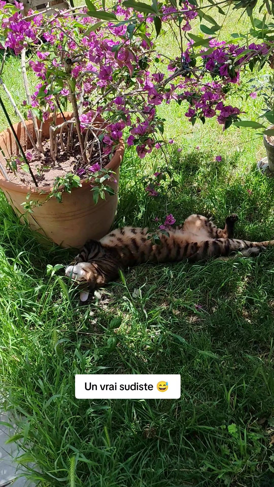 @Galactic Bengal