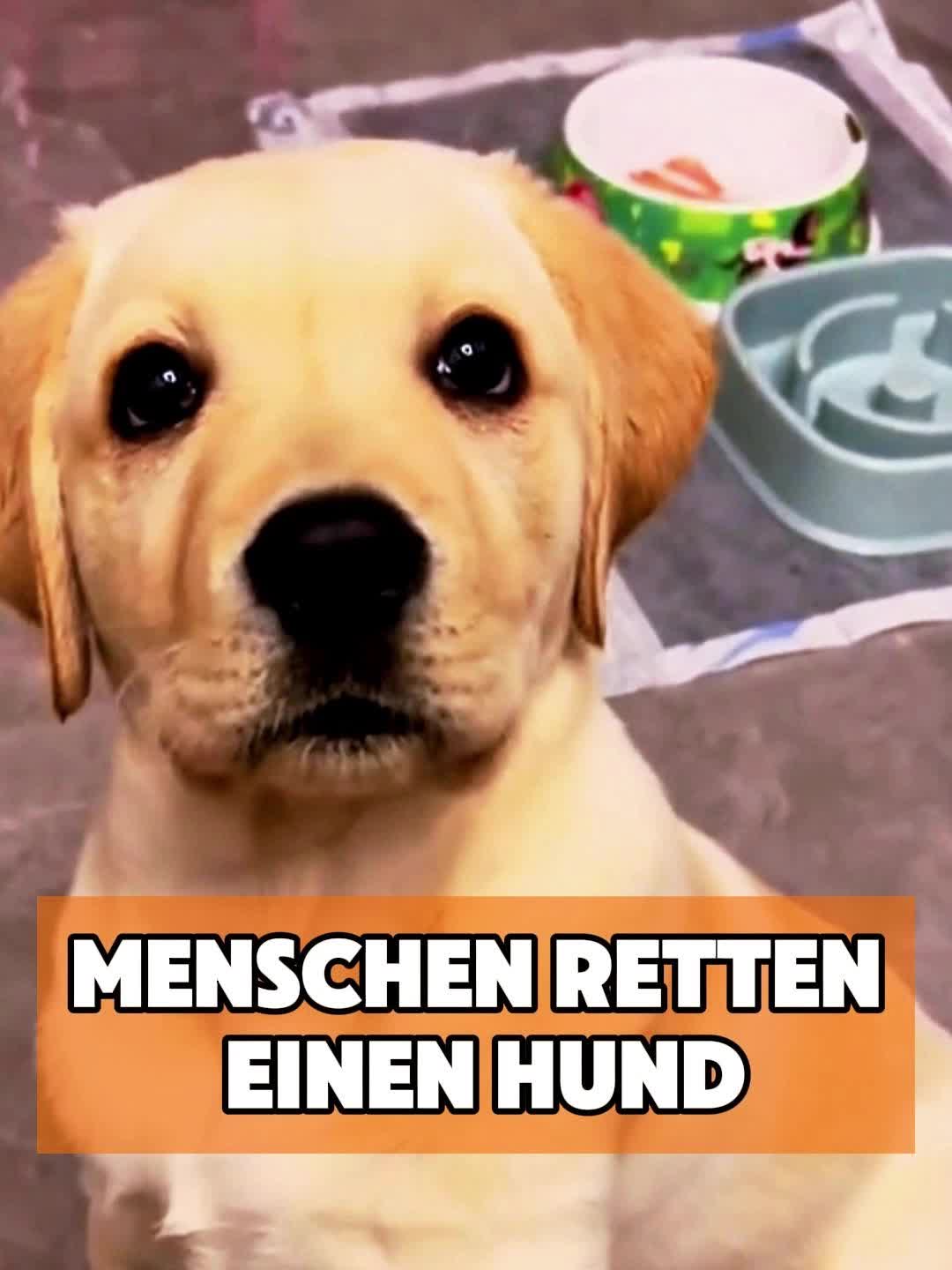 @toto_tier