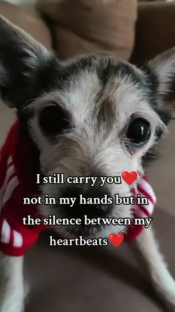 @Momo