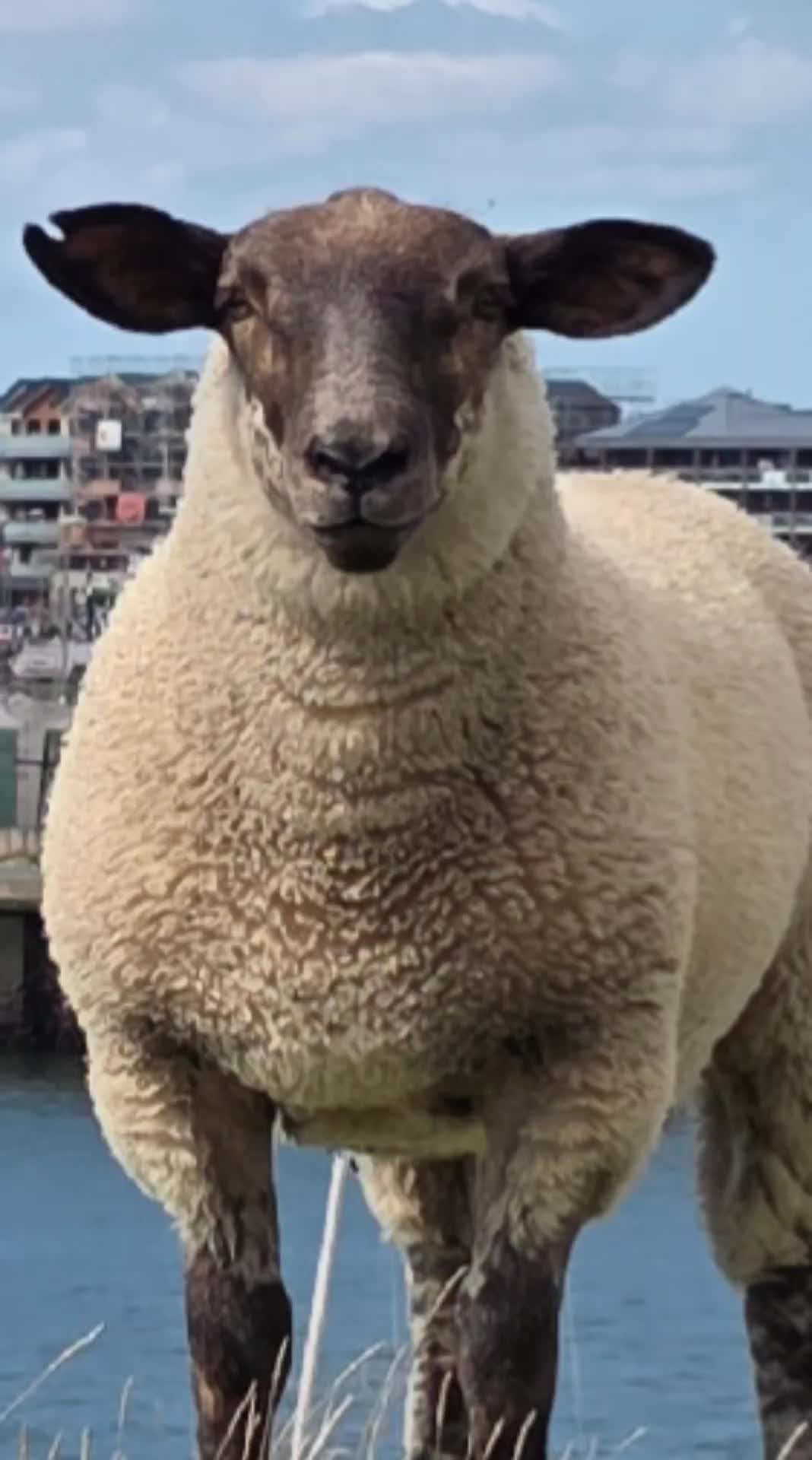 @𝕋𝕙𝕠𝕝𝕠𝕨 &reg;️