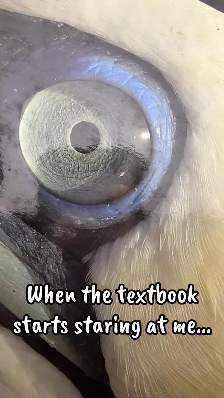 @AP Bio Penguins Insta-Review