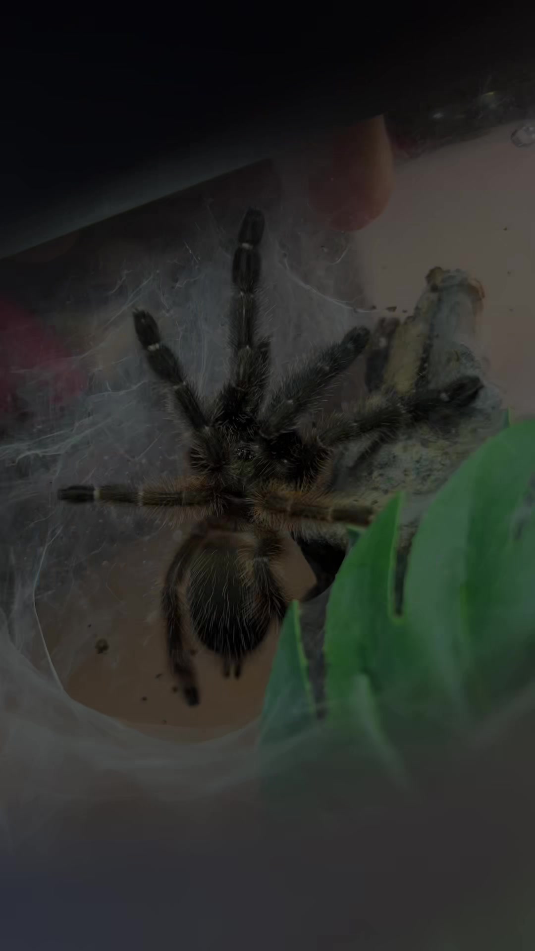 @Tori Spiders