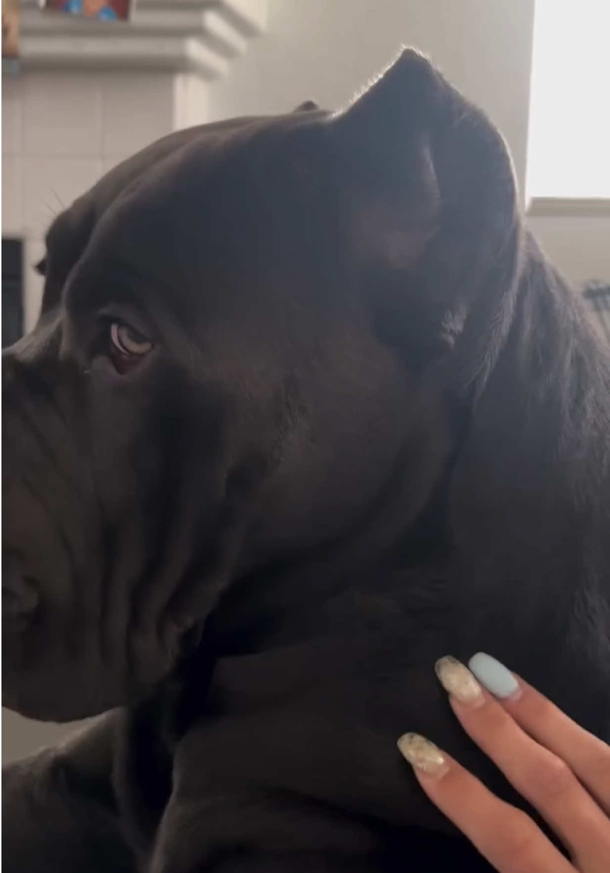 @Alistair the Cane Corso