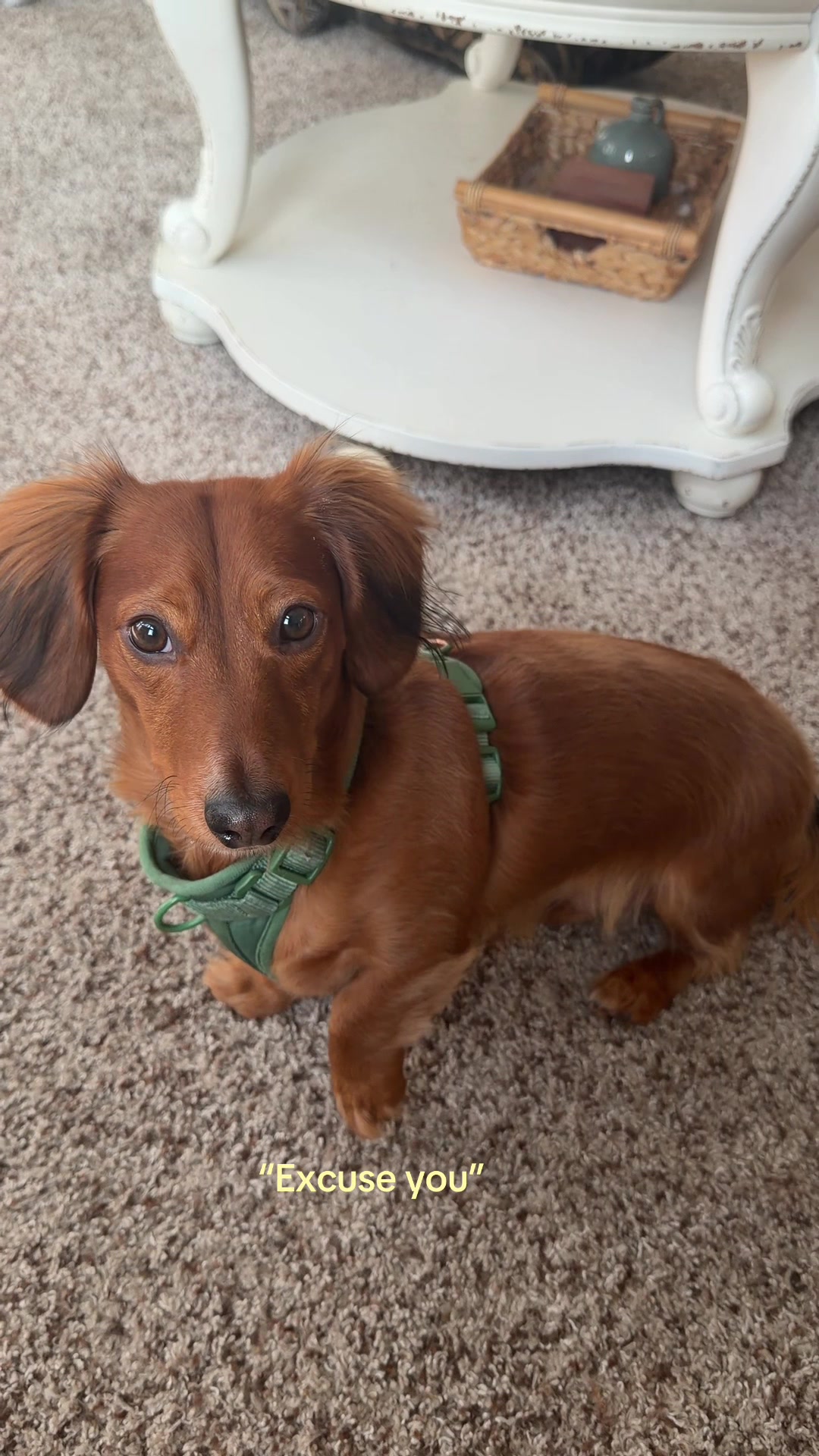 @charliebrownthedoxie