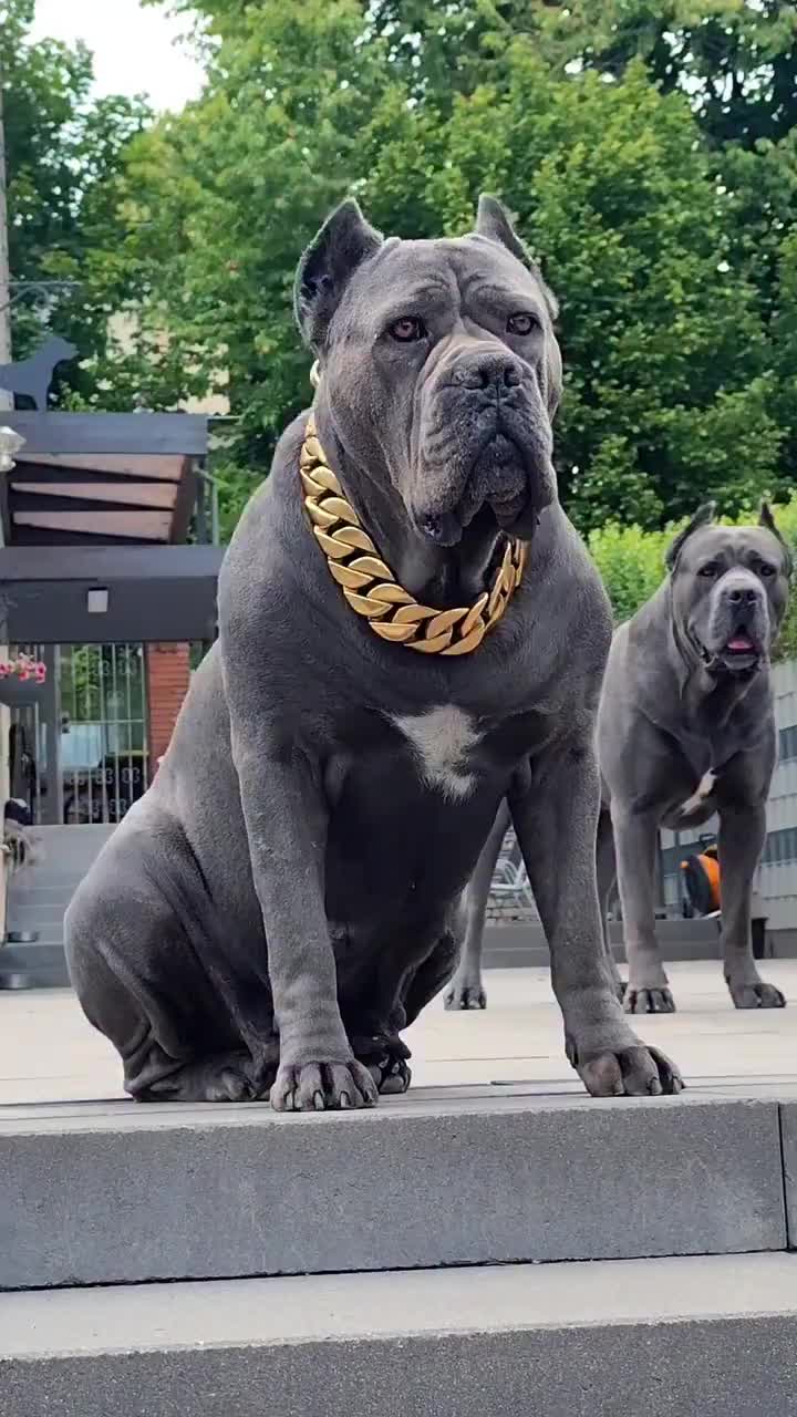@Cane Corso For Adoption