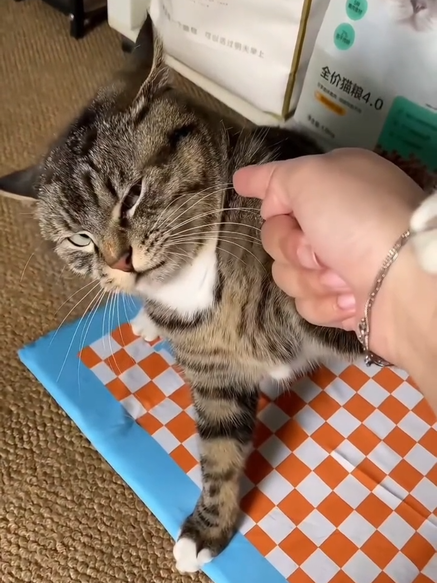 @Paw Pet