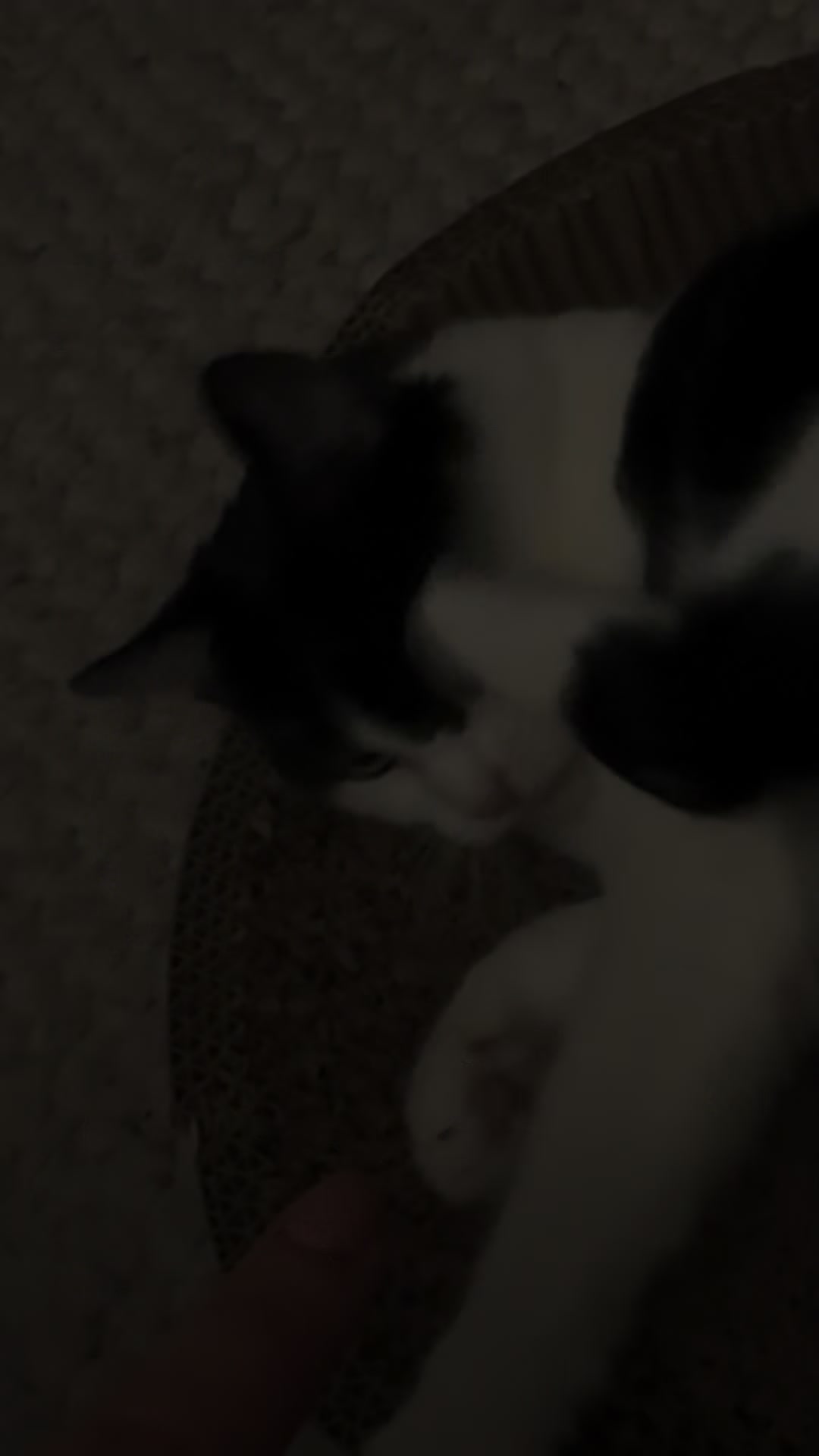 @Kobe the Kitty