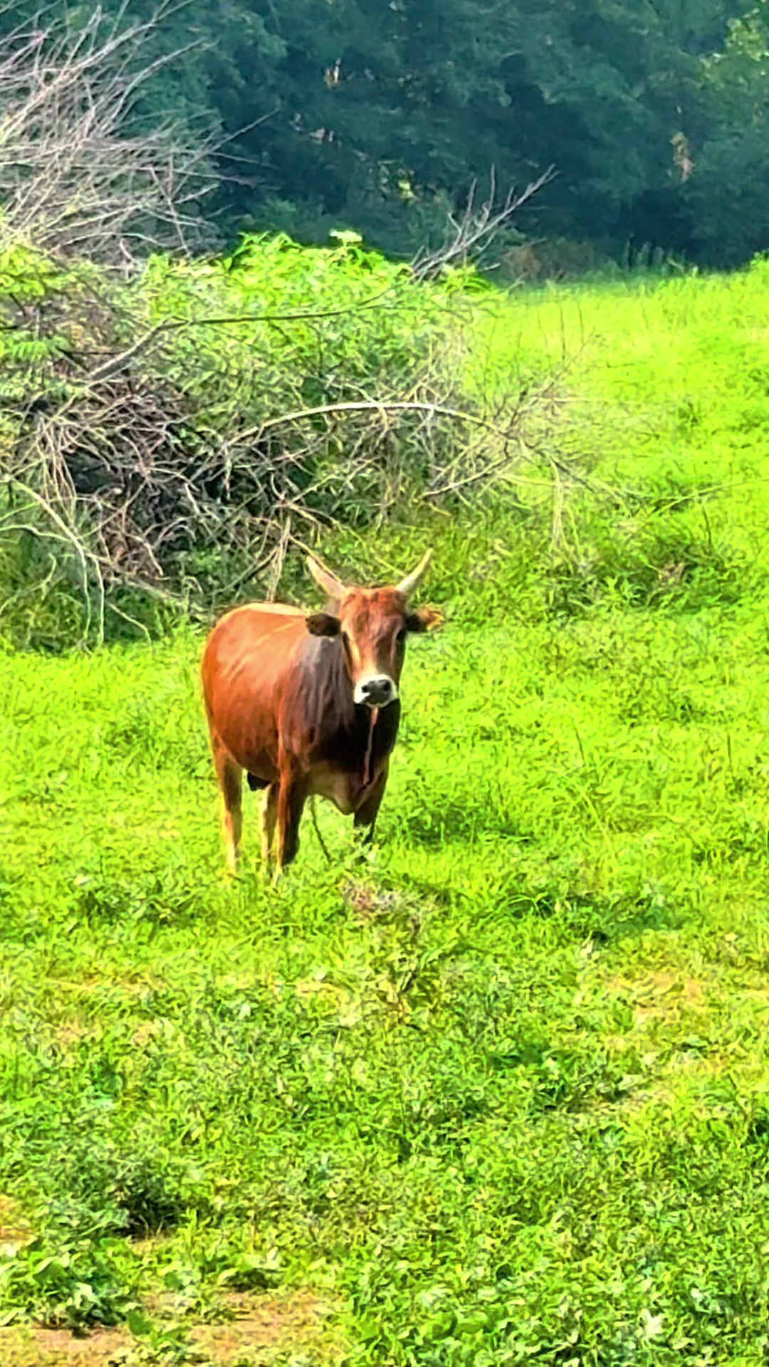 @Lucky D Ranch 🍀