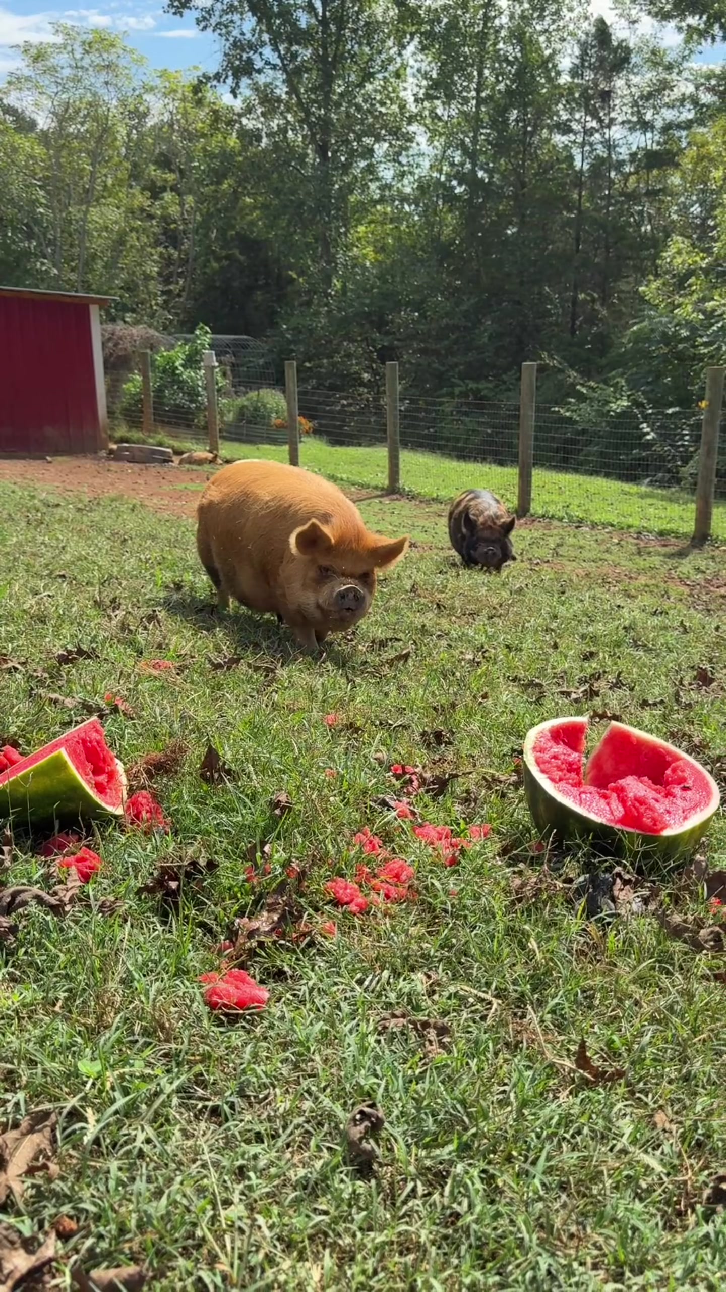 @Sweet BombDiggity Farms