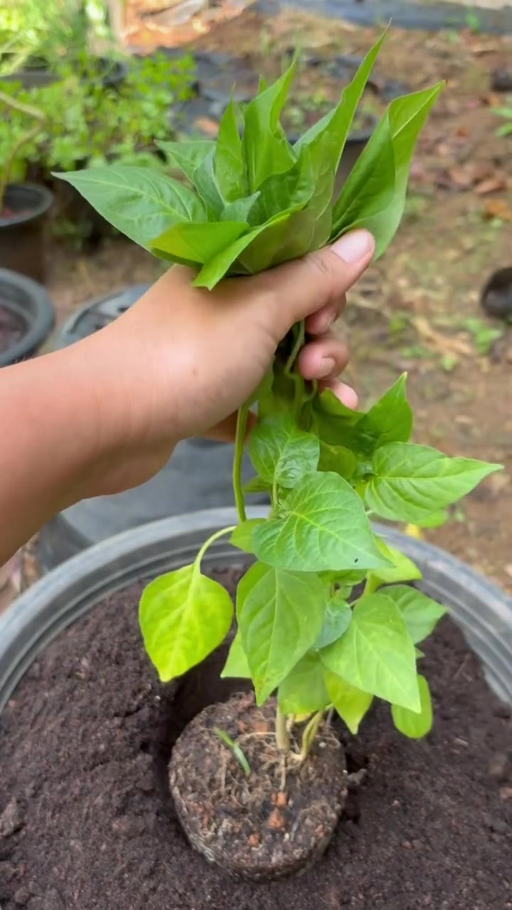 @PROFESSIONALGARDENING