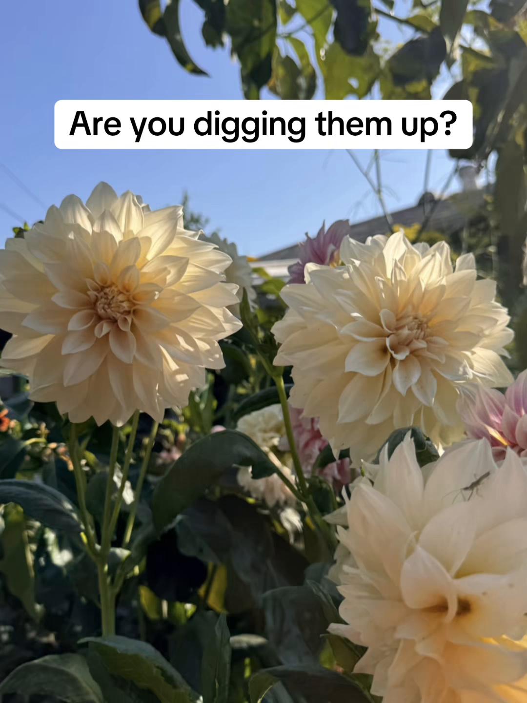 @Rylee’s Blooms