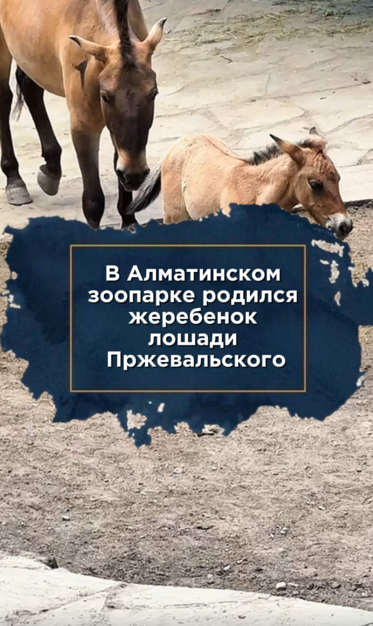 @zakon.kz ➡️ Новости Казахстана