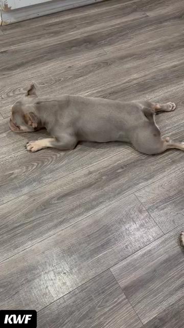 @prettyboykennels