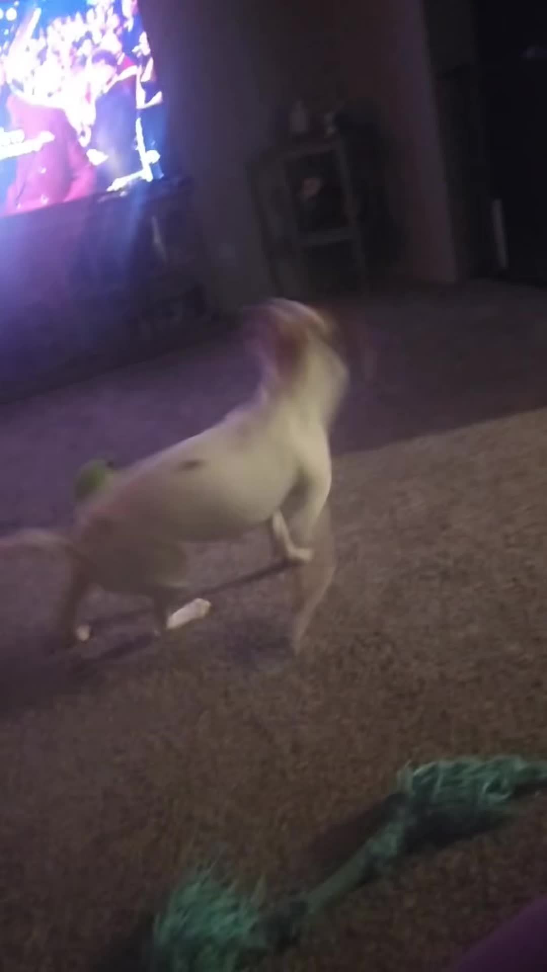@Sproutie 🐶