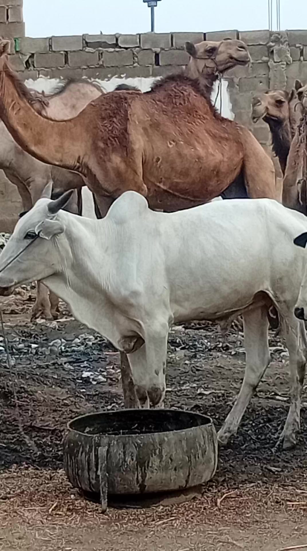 @Muhammad bashir alkali