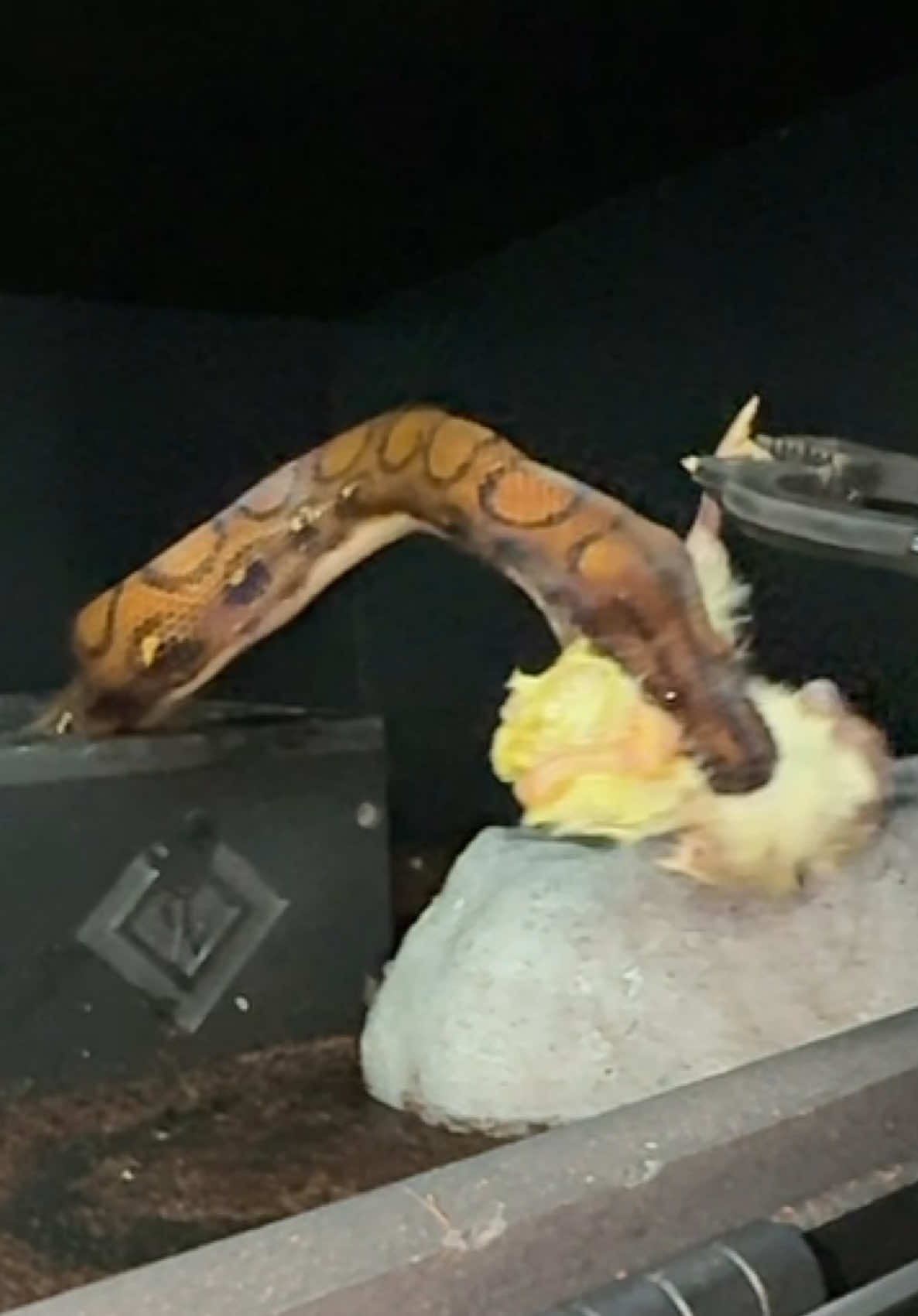 @Tommys_reptiles