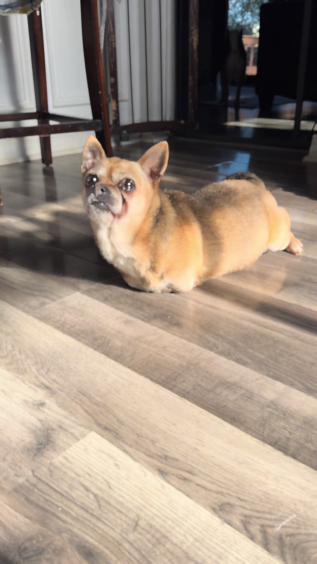 @TurboRoo the 2Legged Chihuahua