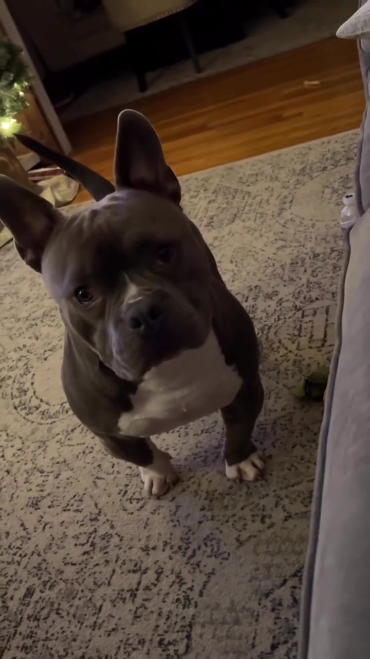 @Gunner | Pocket Bully