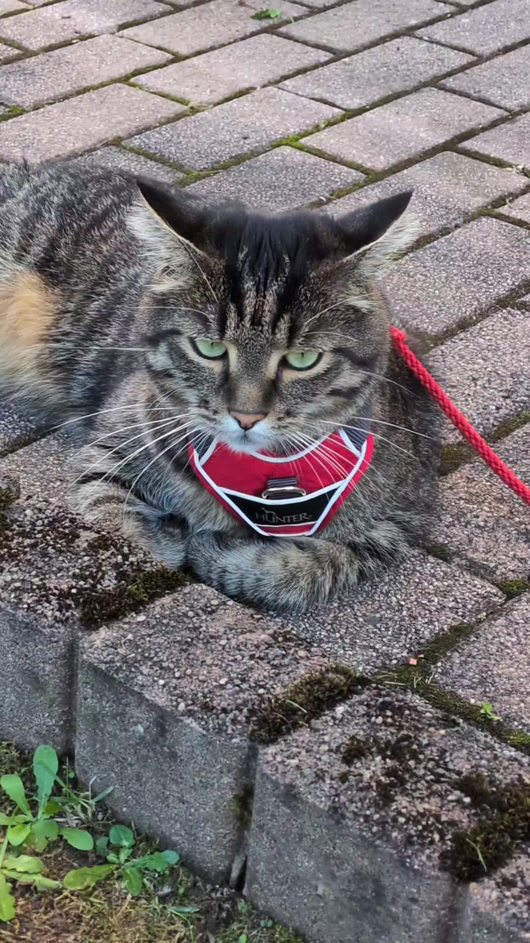@😻Katrin&Odin 😻Modi Muddi 😻