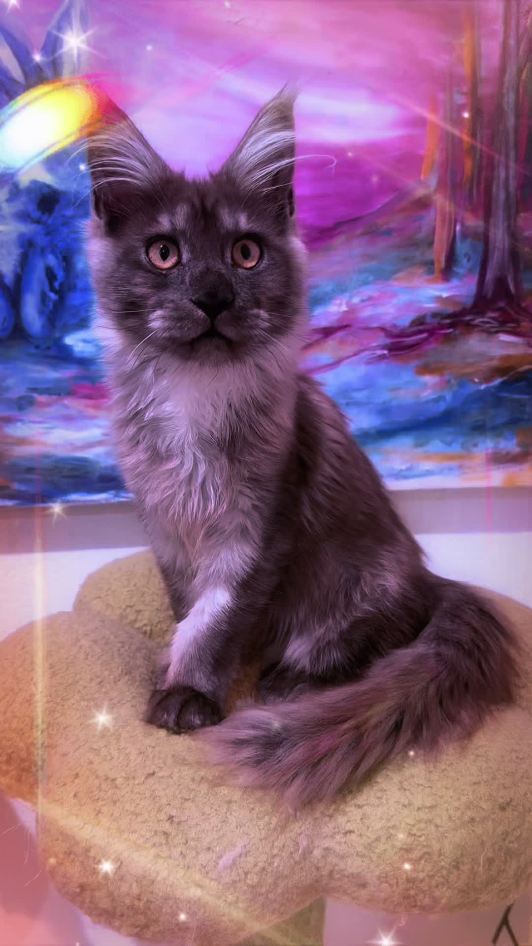 @Bellatrix Maine Coon Cattery