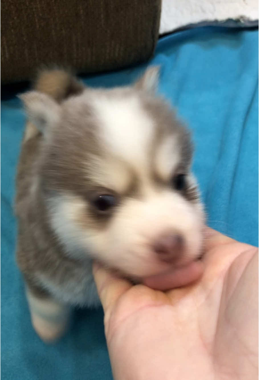 @Ontario Pomsky Puppies