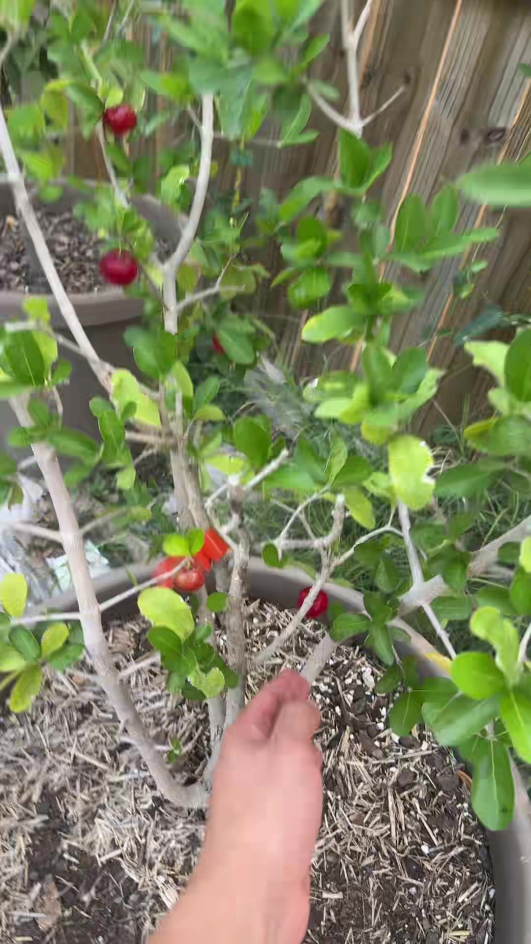 @themagicvalleygardener