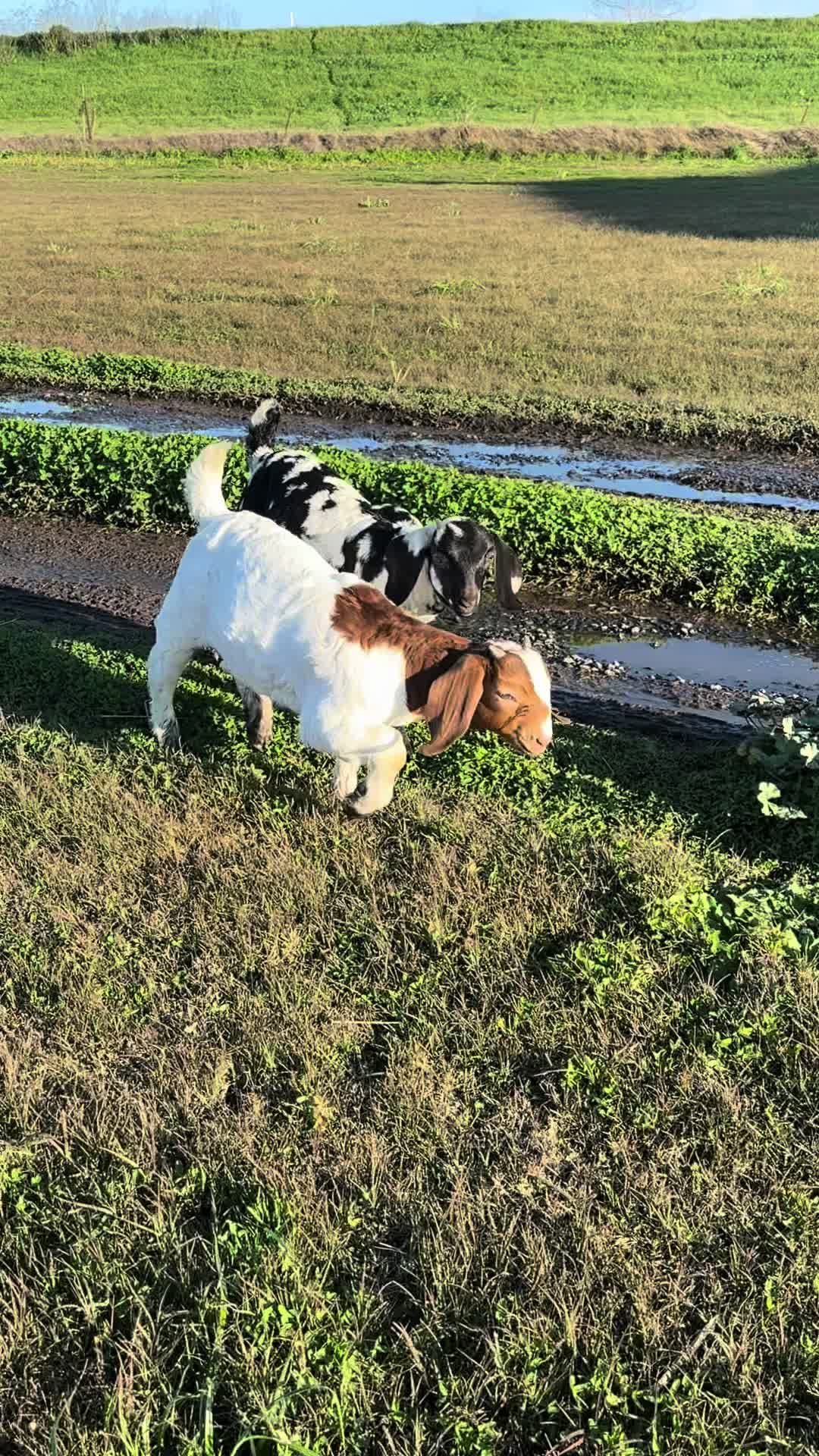 @Riverraisedboergoats