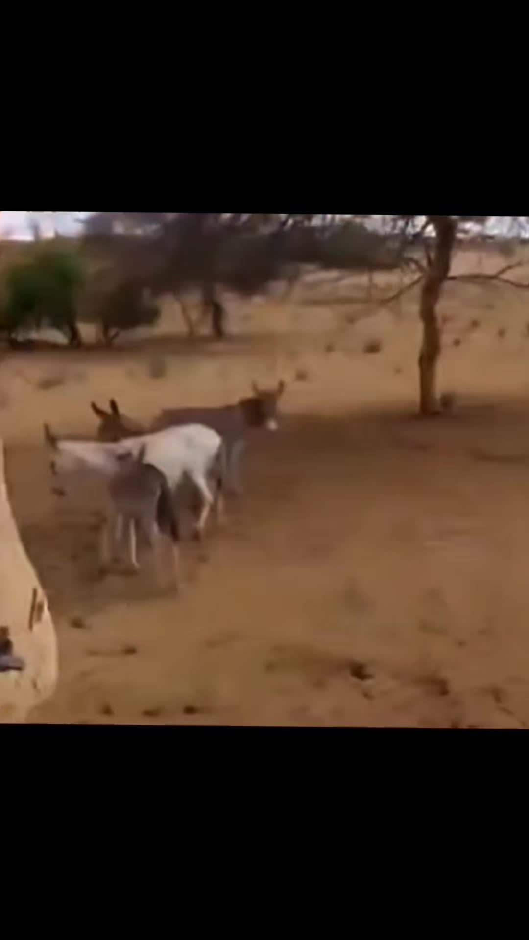 @viralvideo