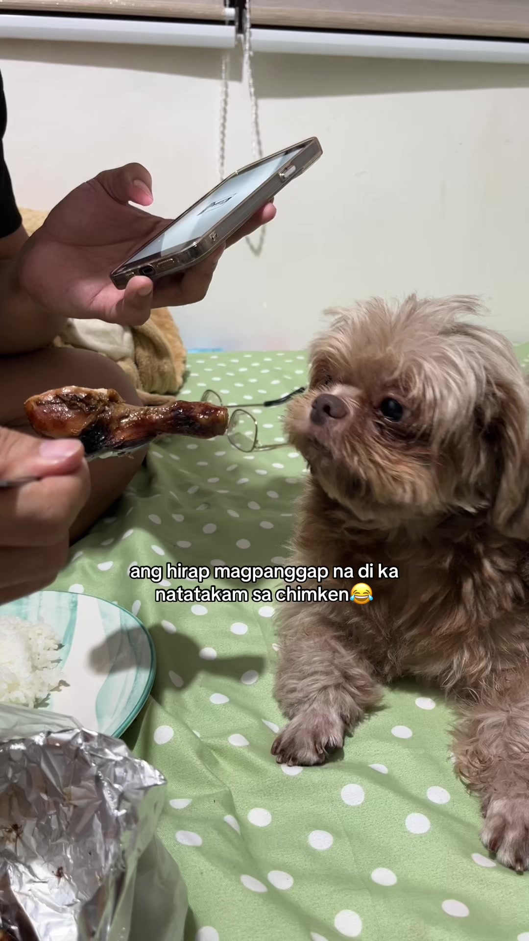 @Bellamy&Pawmily