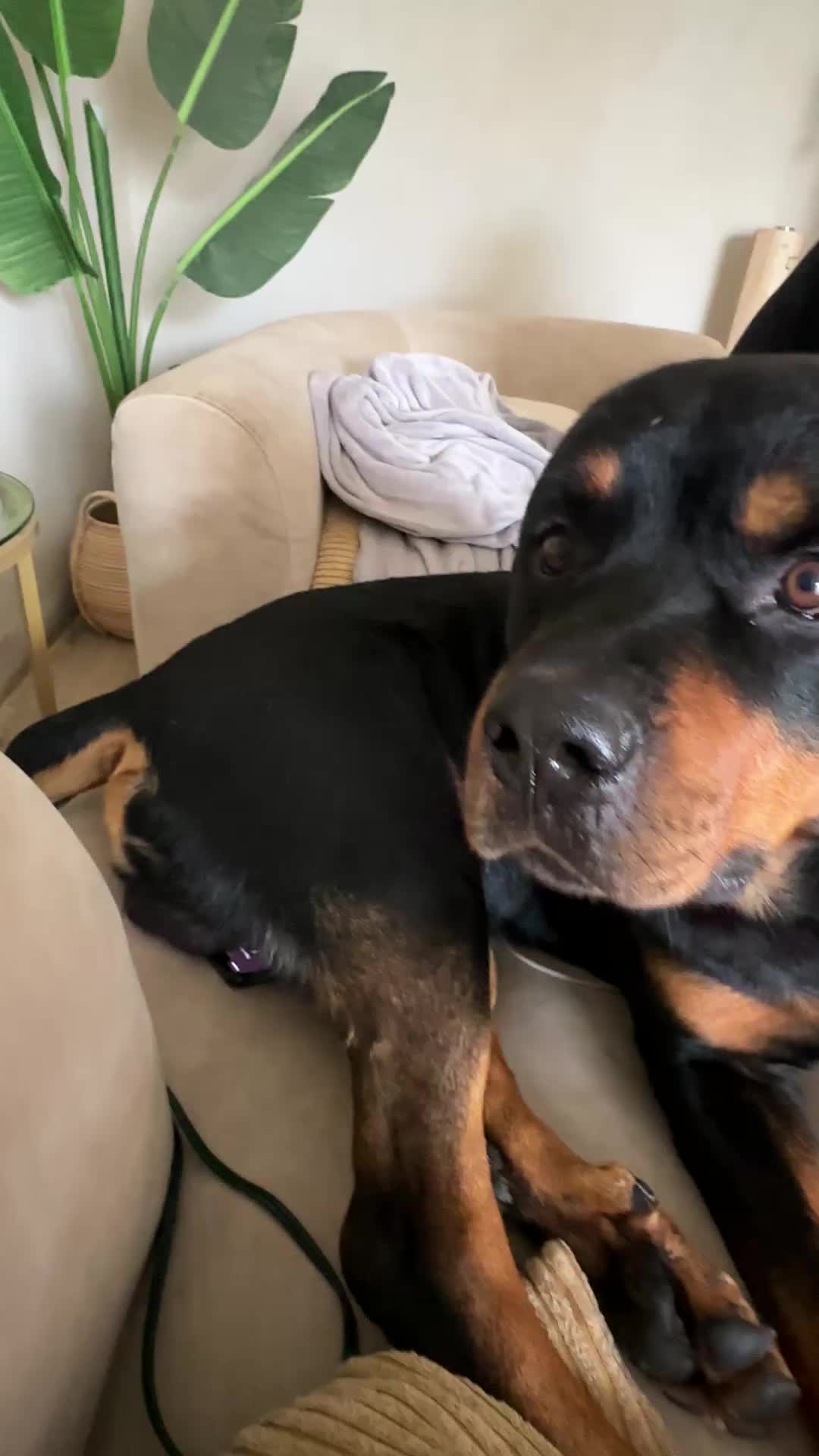 @Pluto the Rottie