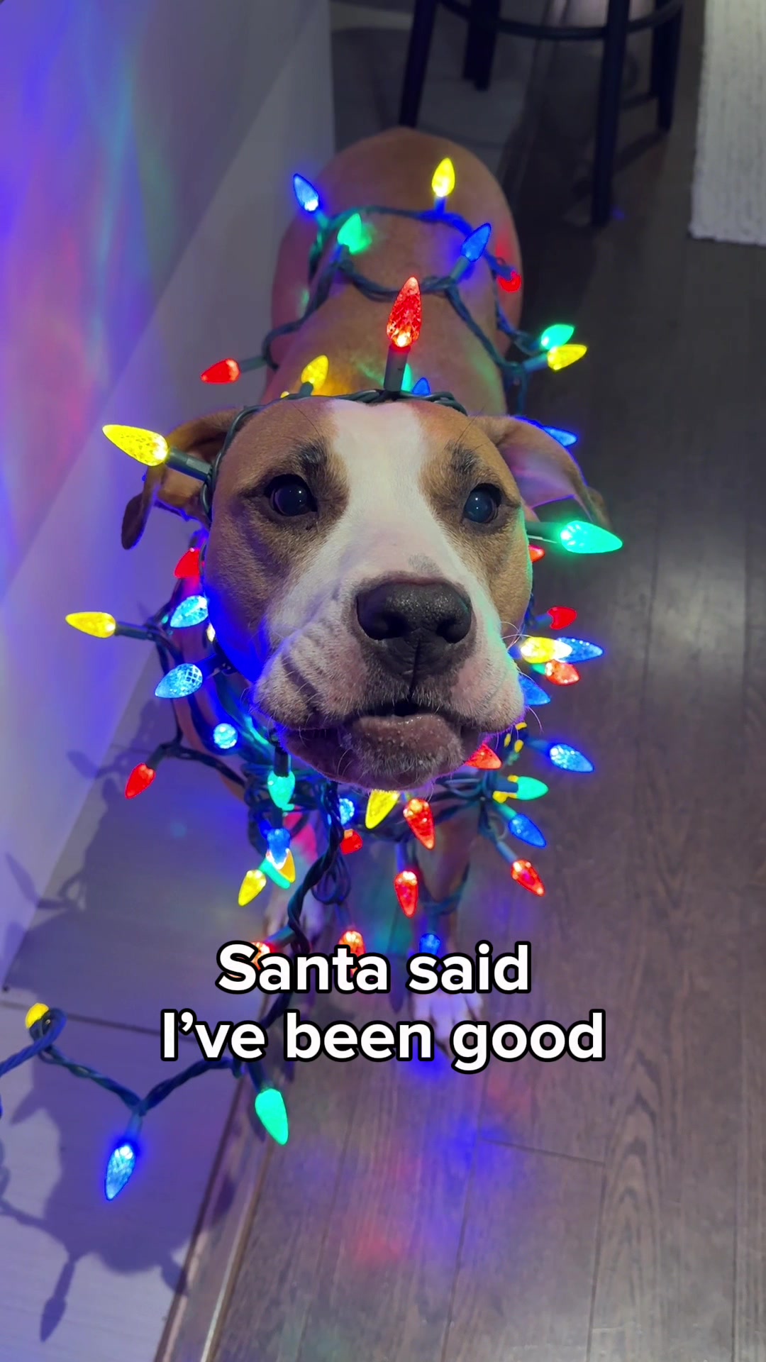 @Luna The Pittie