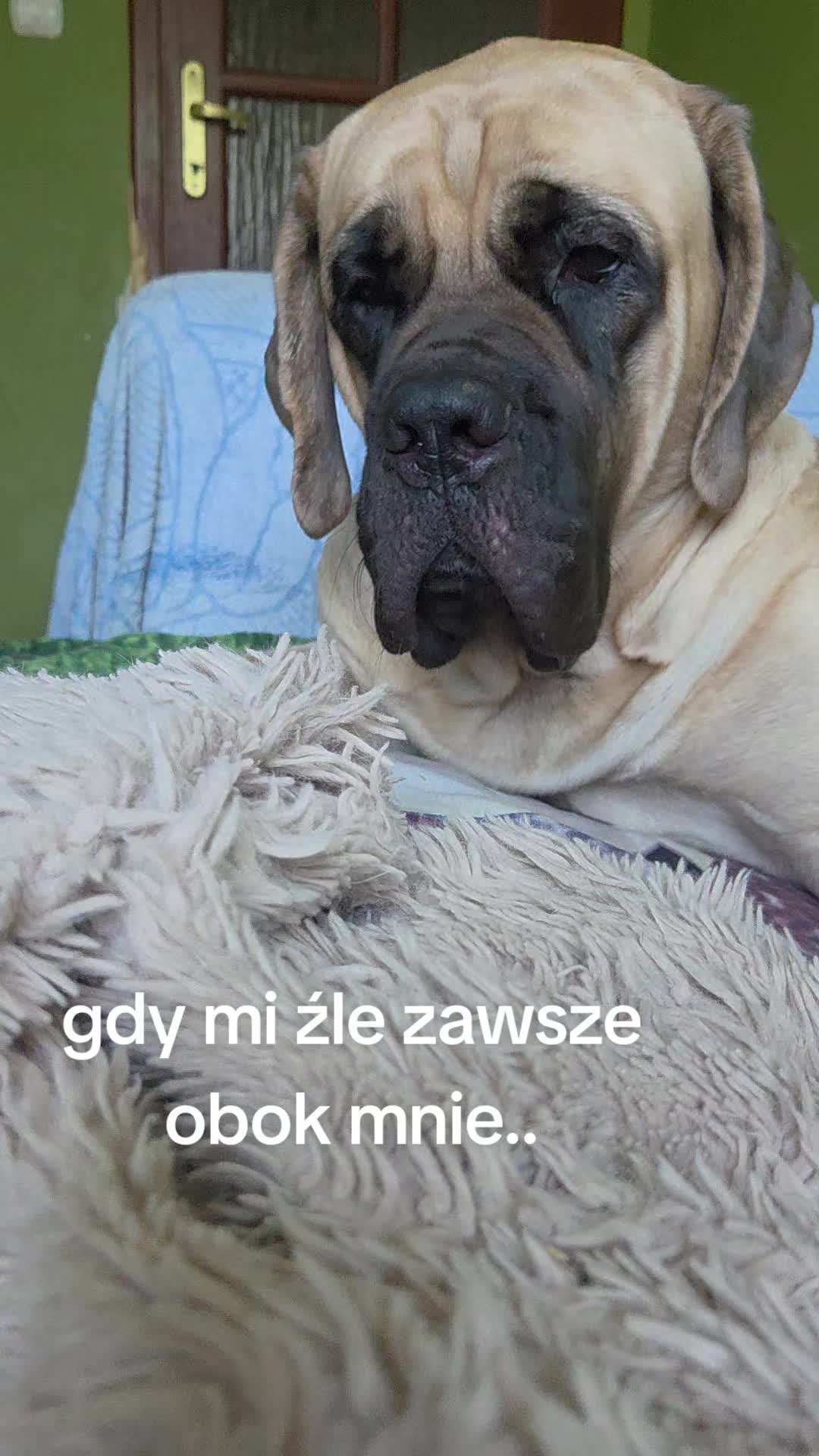 @Animal merwige fci