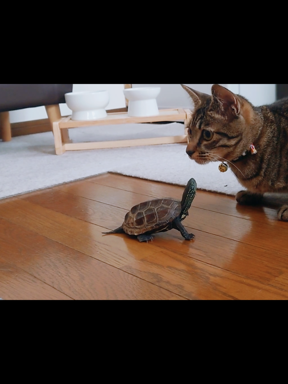 @クサガメ軍曹🐢