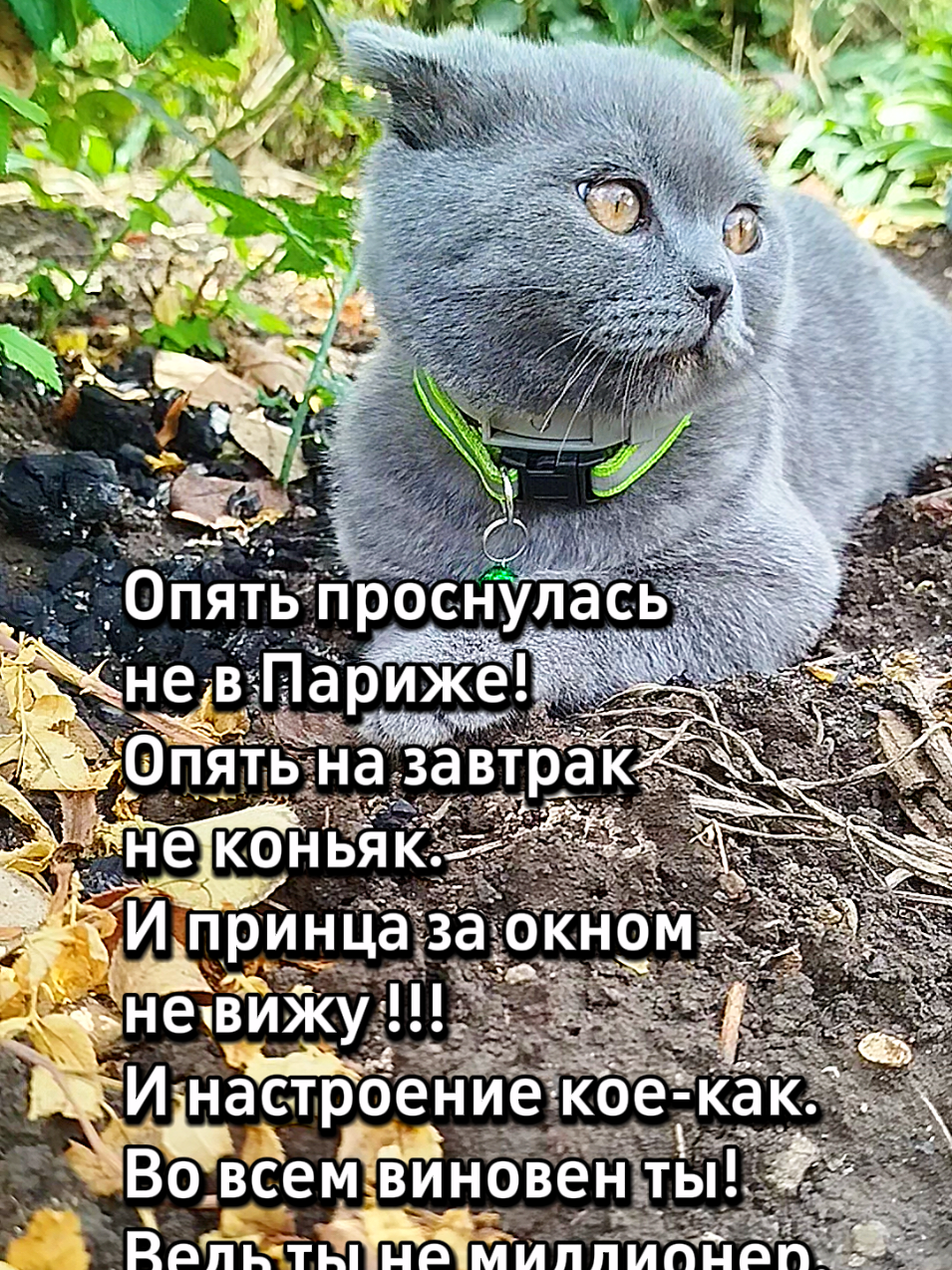 @😻Риччи&Джесси🐈Масик👼&Андрей