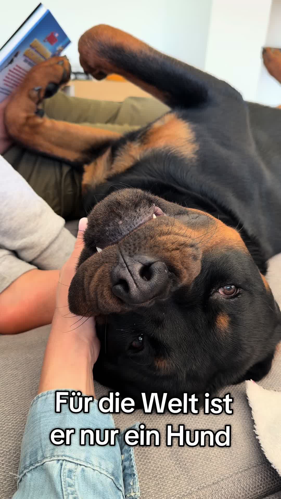 @JAGGER - the German Rottweiler