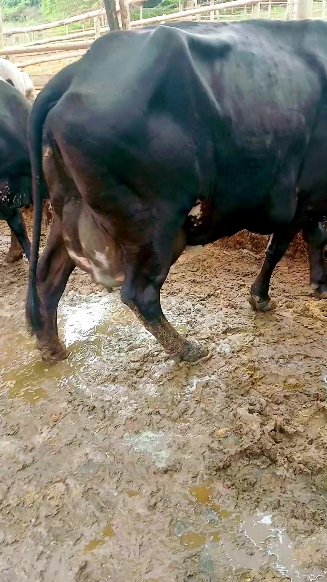@Fazenda Santa Rosa